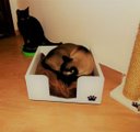 Ver imagem 4 de Cama para Gatos Candy Toth Pet em MDF 15mm cantos arredondados Branca