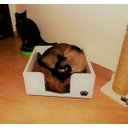 Ver imagem 4 de Cama para Gatos Candy Toth Pet em MDF 15mm cantos arredondados Branca