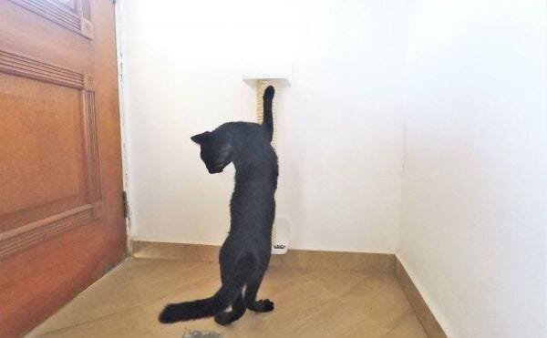 Arranhador para Gatos Polidance Cat da Toth Pet 65cm: Sisal, PVC e MDF Branco - 7