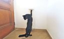 Ver imagem 7 de Arranhador para Gatos Polidance Cat da Toth Pet 65cm: Sisal, PVC e MDF Branco
