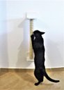 Ver imagem 6 de Arranhador para Gatos Polidance Cat da Toth Pet 65cm: Sisal, PVC e MDF Branco