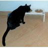 Comedouro Cat para Gatos, Tigelas em Inox e MDF 15mm Branco - 5