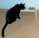Ver imagem 5 de Comedouro Cat para Gatos, Tigelas em Inox e MDF 15mm Branco