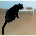 Ver imagem 5 de Comedouro Cat para Gatos, Tigelas em Inox e MDF 15mm Branco