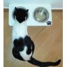 Comedouro Cat para Gatos, Tigelas em Inox e MDF 15mm Branco - 7