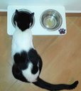 Ver imagem 7 de Comedouro Cat para Gatos, Tigelas em Inox e MDF 15mm Branco