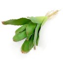 Ver imagem 3 de Kit 10 Peças Bromélia Planta Artificial Verde 8 Folhas 21cm