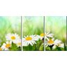 Quadro Decorativo Margarida Brancas No Campo - 1