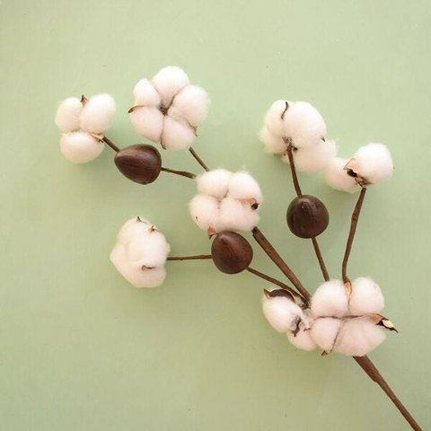 Haste de Flor de Algodão Envelhecida | Linha Permanente Formosinha