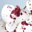 Ver imagem 4 de Arranjo de Orquídea Artificial Tigre 3D No Vaso Rose Gold Médio