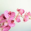 Ver imagem 3 de Arranjo de Orquídea Artificial Rosa 3D no Vaso Transparente Médio