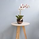 Ver imagem 3 de Arranjo de Orquídea Artificial Tigre 3D no Vaso de Vidro Bronze Médio