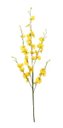 Ver imagem 2 de Orquídeas Chuva De Ouro Artificial 5 Galhos Grandes