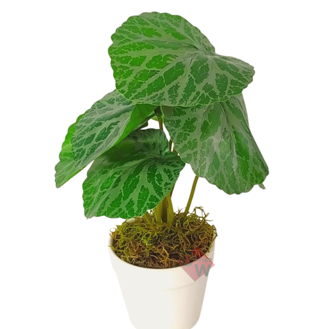 Arranjo de Planta Artificial em Vaso de Plástico Modelo:Planta Barba de Judeu