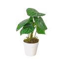 Ver imagem 2 de Arranjo de Planta Artificial em Vaso de Plástico Modelo:Planta Barba de Judeu