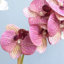 Ver imagem 6 de Arranjo de Orquídea Rosa 3D No Vaso Rose Gold Pequeno | Linha Permanente Formosinha