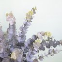 Ver imagem 3 de Arranjo Artificial de Eucaliptos no Vaso Prateado |Linha permanente Formosinha