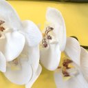 Ver imagem 5 de Orquídea Artificial Phalaenopsis Toque Real Coat Branca 63 cm Florarte Vol. 9 Kit 24 UN |