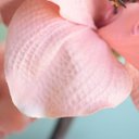 Ver mais imagens de Arranjos de Flores Artificiais Amarílis Rosa no Vaso Transparente | Linha Permanente Formosinha