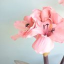 Ver imagem 7 de Arranjos de Flores Artificiais Amarílis Rosa no Vaso Transparente | Linha Permanente Formosinha