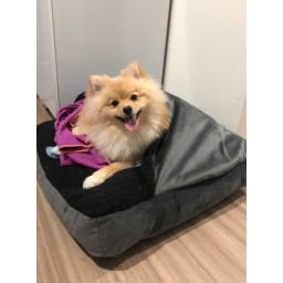 Cama para Cachorros e Gatos Cave com Coberta G 70x70:Avelã com Marfim Quadrada - 7