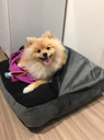 Ver imagem 7 de Cama para Cachorros e Gatos Cave com Coberta G 70x70:Avelã com Marfim Quadrada