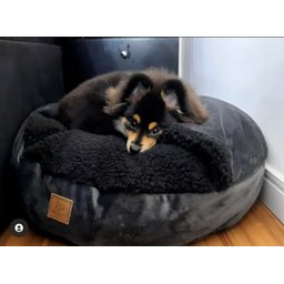 Cama para Cachorros e Gatos Cave com Coberta G 70x70:Avelã com Marfim Quadrada - 6