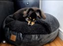 Ver imagem 6 de Cama para Cachorros e Gatos Cave com Coberta G 70x70:Avelã com Marfim Quadrada