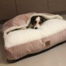 Cama para Cachorros e Gatos Cave com Coberta G 70x70:Avelã com Marfim Quadrada - 1
