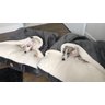 Cama para Cachorros e Gatos Cave com Coberta G 70x70:Avelã com Marfim Quadrada - 4