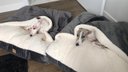 Ver imagem 4 de Cama para Cachorros e Gatos Cave com Coberta G 70x70:Avelã com Marfim Quadrada