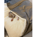 Ver mais imagens de Cama para Cachorros e Gatos Cave com Coberta G 70x70:Avelã com Marfim Quadrada