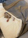 Ver mais imagens de Cama para Cachorros e Gatos Cave com Coberta G 70x70:Avelã com Marfim Quadrada
