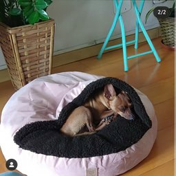 Cama para Cachorros e Gatos Cave com Coberta G 70x70:Avelã com Marfim Quadrada - 5