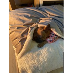 Cama para Cachorros e Gatos Cave com Coberta G 70x70:Avelã com Marfim Quadrada - 9