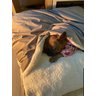 Cama para Cachorros e Gatos Cave com Coberta G 70x70:Avelã com Marfim Quadrada - 9