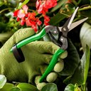 Ver imagem 4 de Tesoura para colheita de frutas profissional Ts803b Trapp