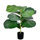 Ver imagem 1 de Pl Anta Ficus Lirata X11 no Pote Verde