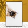 Quadro com moldura cachorro pug engraçada fofo 40x60 - 1