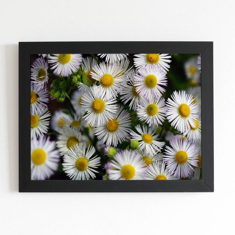 Quadro Flores Margaridas Brancas Moldura Preta 60x40cm