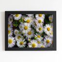 Ver imagem 1 de Quadro Flores Margaridas Brancas Moldura Preta 60x40cm