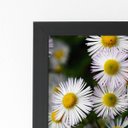 Ver imagem 2 de Quadro Flores Margaridas Brancas Moldura Preta 60x40cm