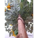 Ver imagem 2 de Planta Artificial Roseira Chilena Amarela 1,30 metros de altura