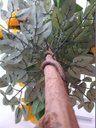 Ver imagem 2 de Planta Artificial Roseira Chilena Amarela 1,30 metros de altura