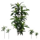 Ver imagem 1 de Árvore Artificial Dracena 170 Cm 4 Troncos | Formosinha
