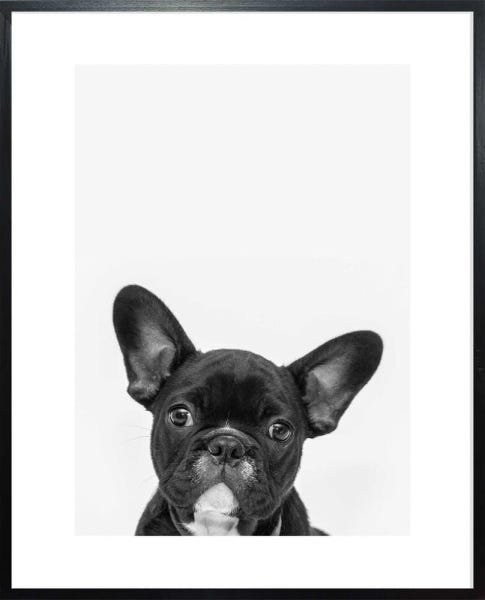 Quadro Cara de Cachorro - Quadrum & Art - 1