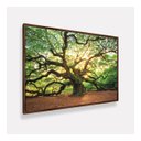 Ver imagem 4 de Quadro Árvore Natureza Carvalho Antigo 153x103 em Canvas