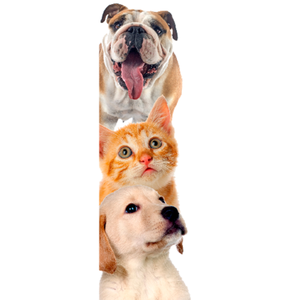 Adesivo de Porta Cão e Gato 75X210