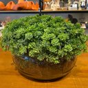 Ver imagem 1 de Arranjo Centro de Mesa Vaso Incolor com Verdinho Folhagem Completo Decore Fácil Shop