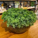 Ver imagem 2 de Arranjo Centro de Mesa Vaso Incolor com Verdinho Folhagem Completo Decore Fácil Shop